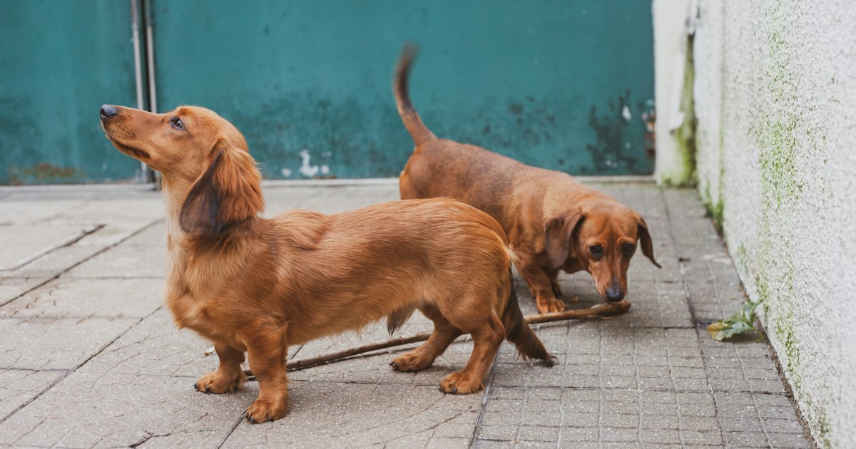 Small brown dachshund puppy sitting and looking at the camera