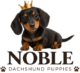 Noble Dachshund Puppies