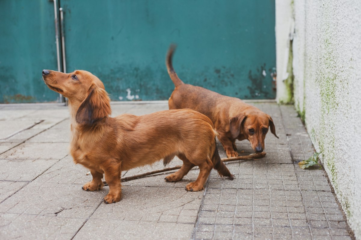 Brown miniature dachshund puppy looking at the camera